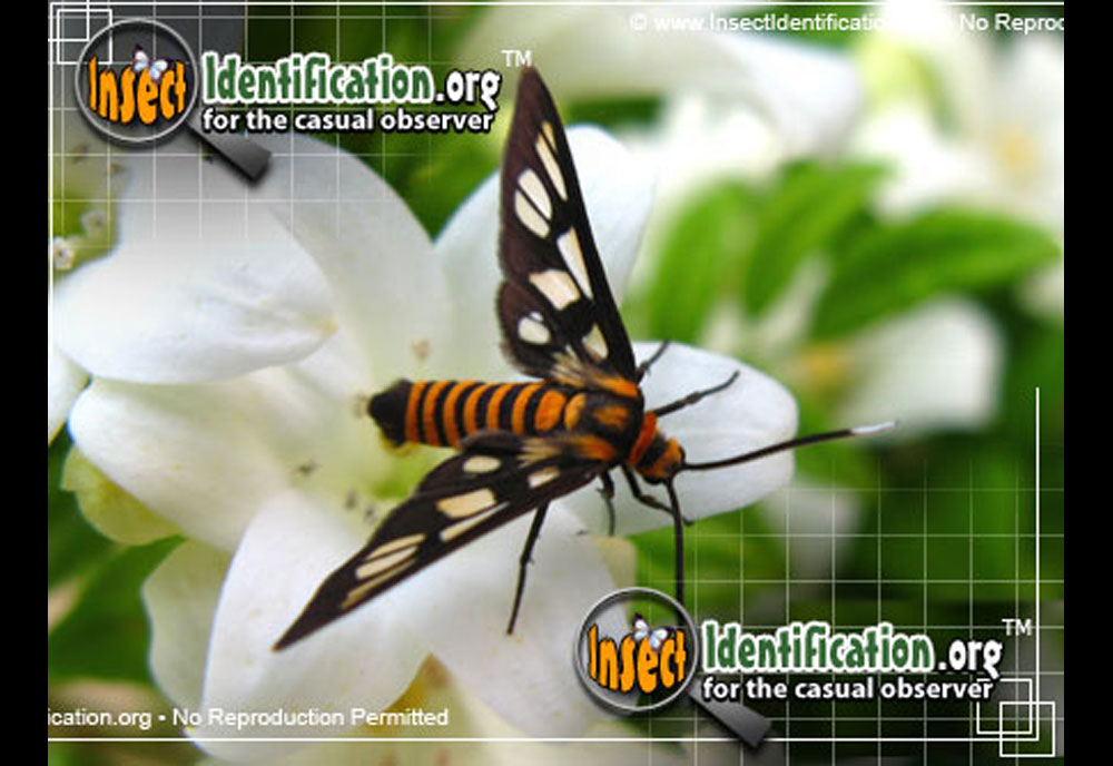 Full-sized image of the Wasp-Moth