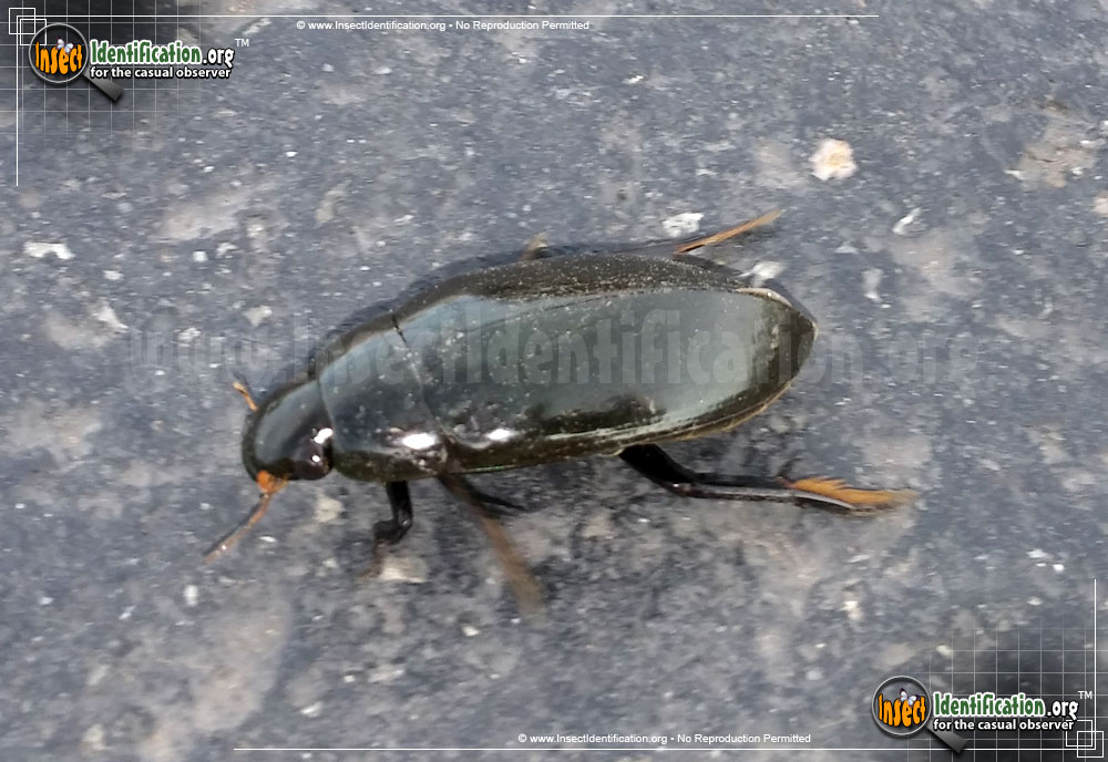 Full-sized image #2 of the Water-Scavenger-Beetle