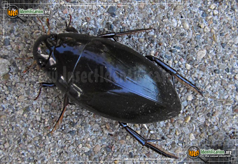 Full-sized image of the Water-Scavenger-Beetle