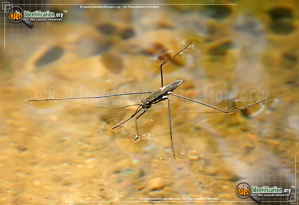 Full-sized image #4 of the Water-Strider