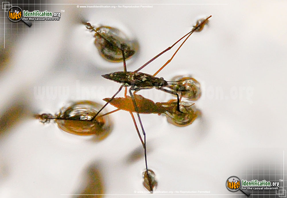 Full-sized image #2 of the Water-Strider