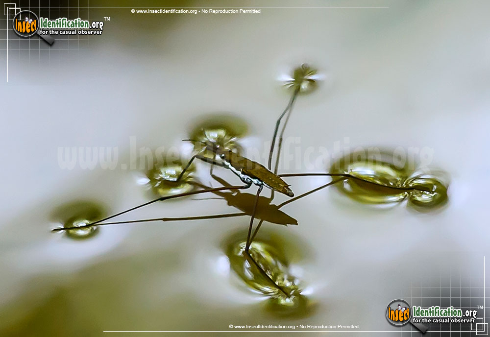 Full-sized image of the Water-Strider