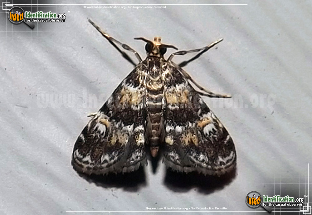 Full-sized image of the Waterlily-Leafcutter-Moth