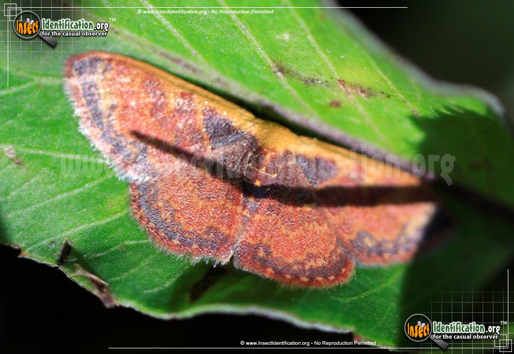 Full-sized image of the Wave-Moth-Leptostales-hepaticaria