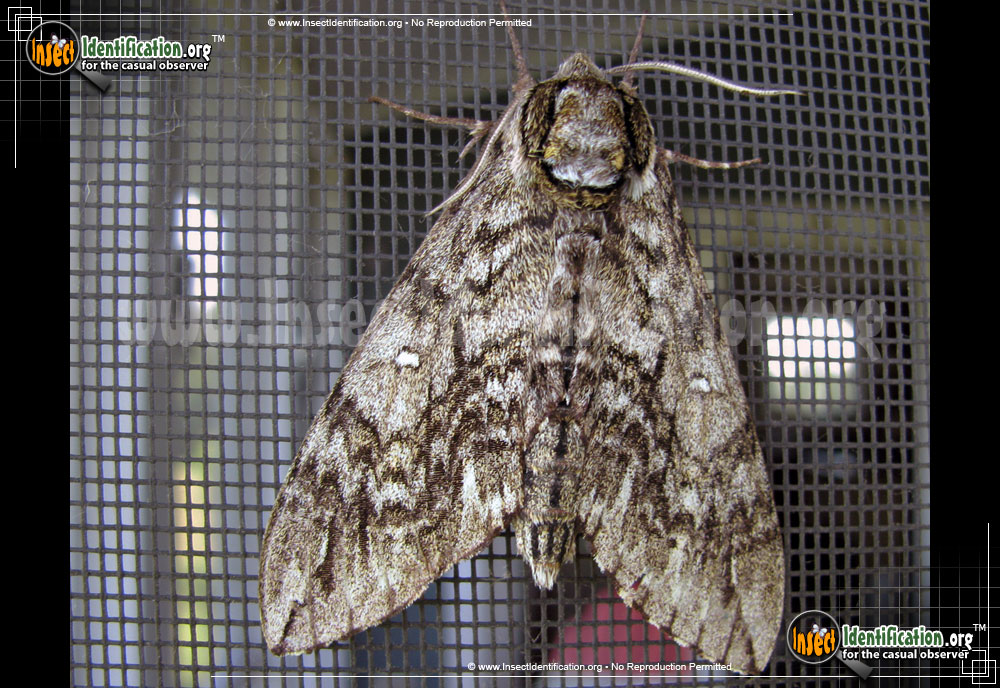 Full-sized image of the Waved-Sphinx-Moth