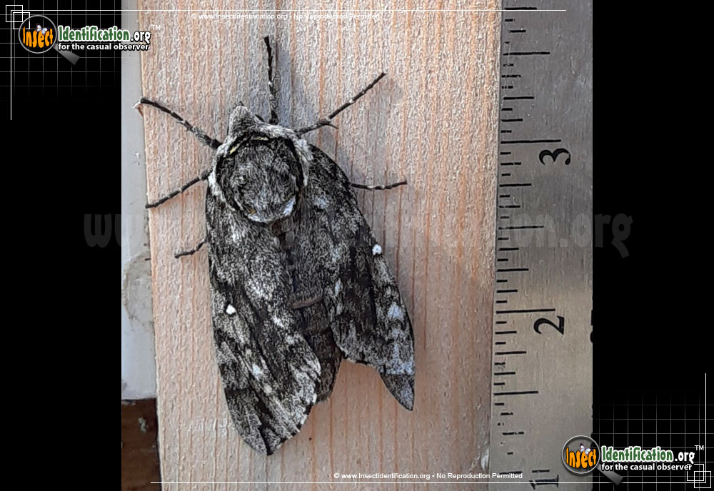 Full-sized image #6 of the Waved-Sphinx-Moth