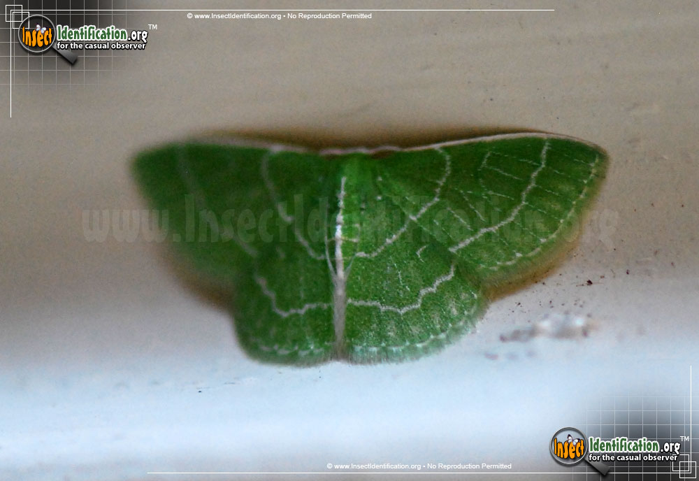 Full-sized image #4 of the Wavy-Lined-Emerald-Moth