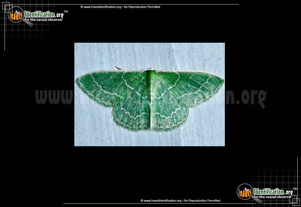 Full-sized image #3 of the Wavy-Lined-Emerald-Moth