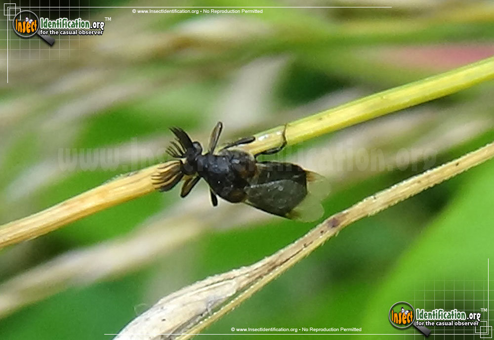 Full-sized image of the Wedge-Shaped-Beetle