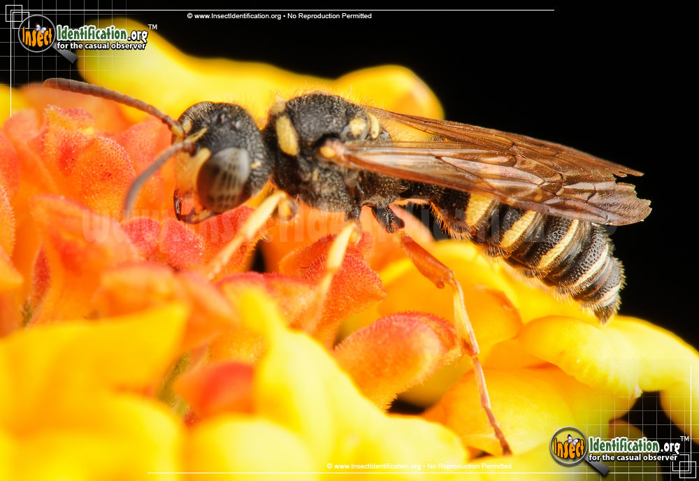 Full-sized image #2 of the Weevil-Wasp