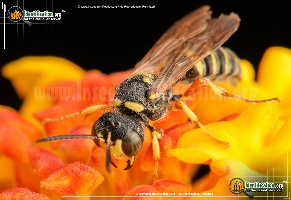 Full-sized image #4 of the Weevil-Wasp