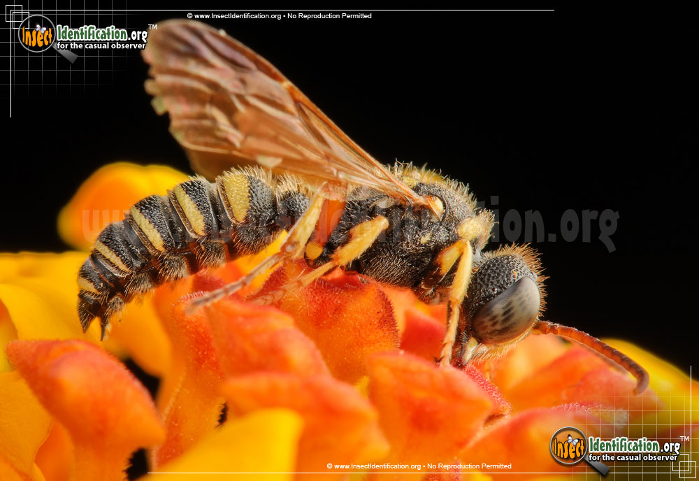 Full-sized image #5 of the Weevil-Wasp