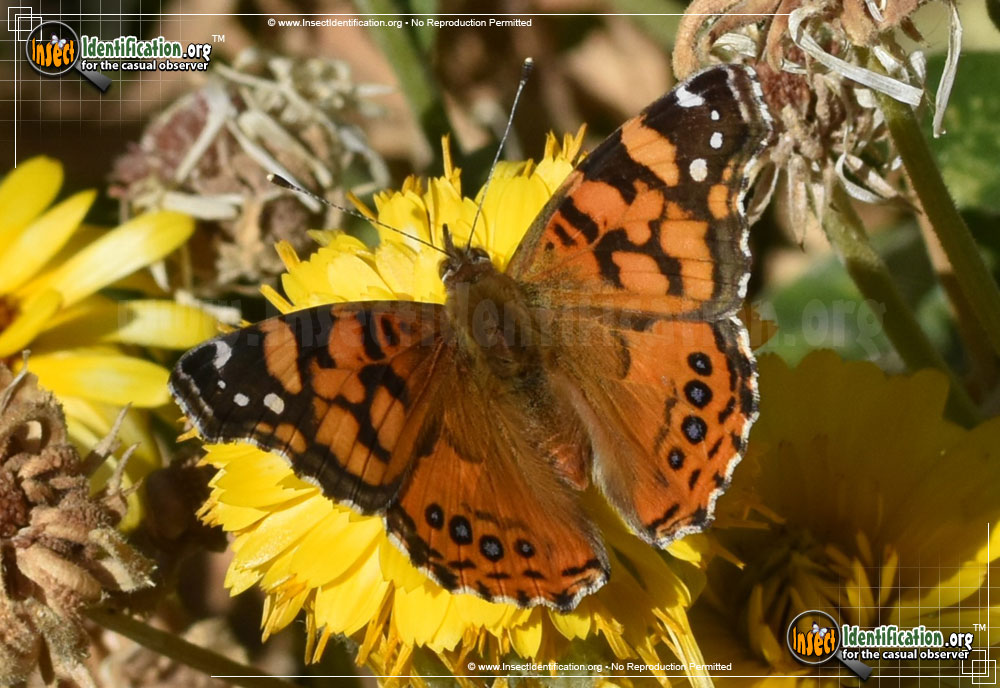 Full-sized image of the West-Coast-Lady-Butterfly