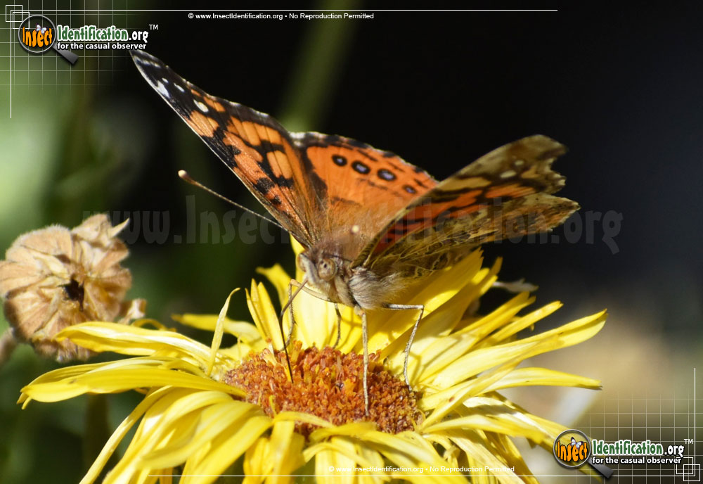 Full-sized image #9 of the West-Coast-Lady-Butterfly