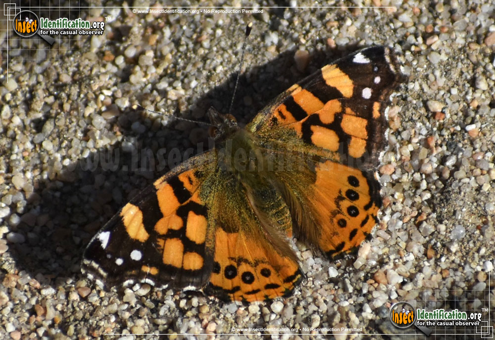 Full-sized image #3 of the West-Coast-Lady-Butterfly