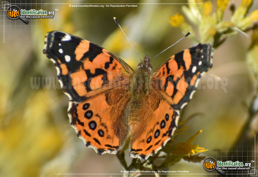 Full-sized image #6 of the West-Coast-Lady-Butterfly