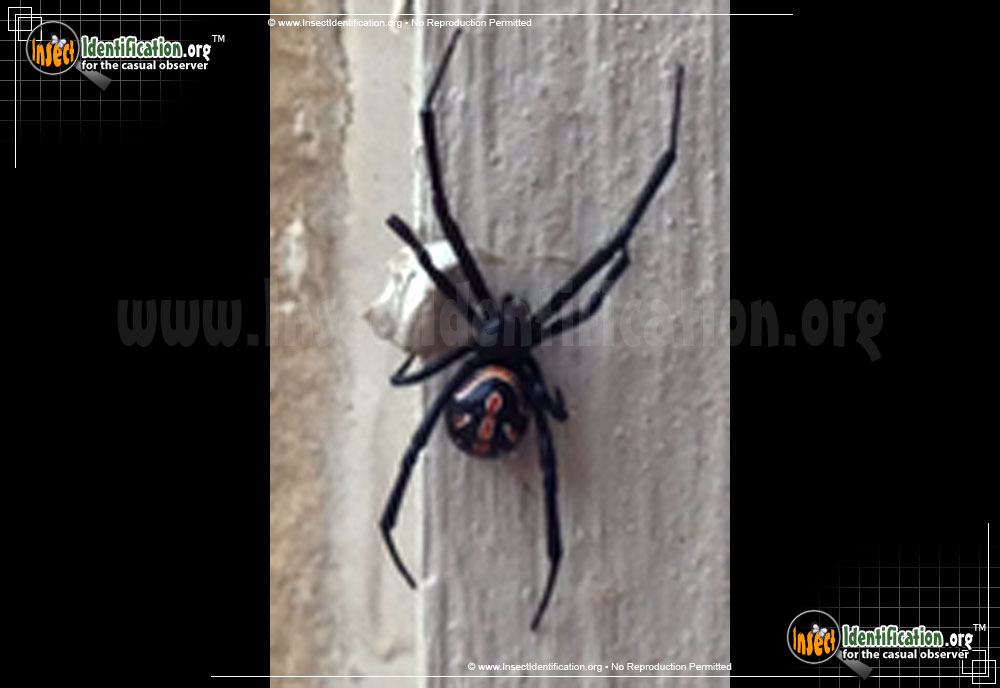 Full-sized image #2 of the Western-Black-Widow