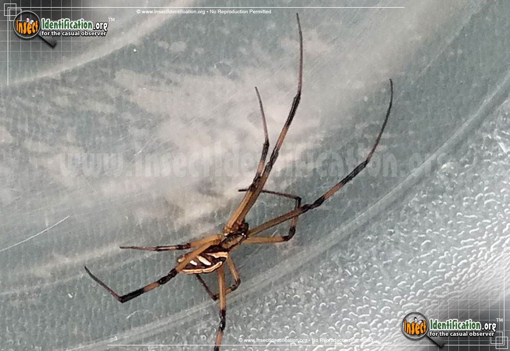 Full-sized image #4 of the Western-Black-Widow