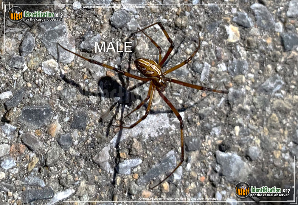 Full-sized image of the Western-Black-Widow