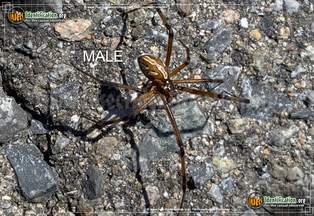Full-sized image #7 of the Western-Black-Widow