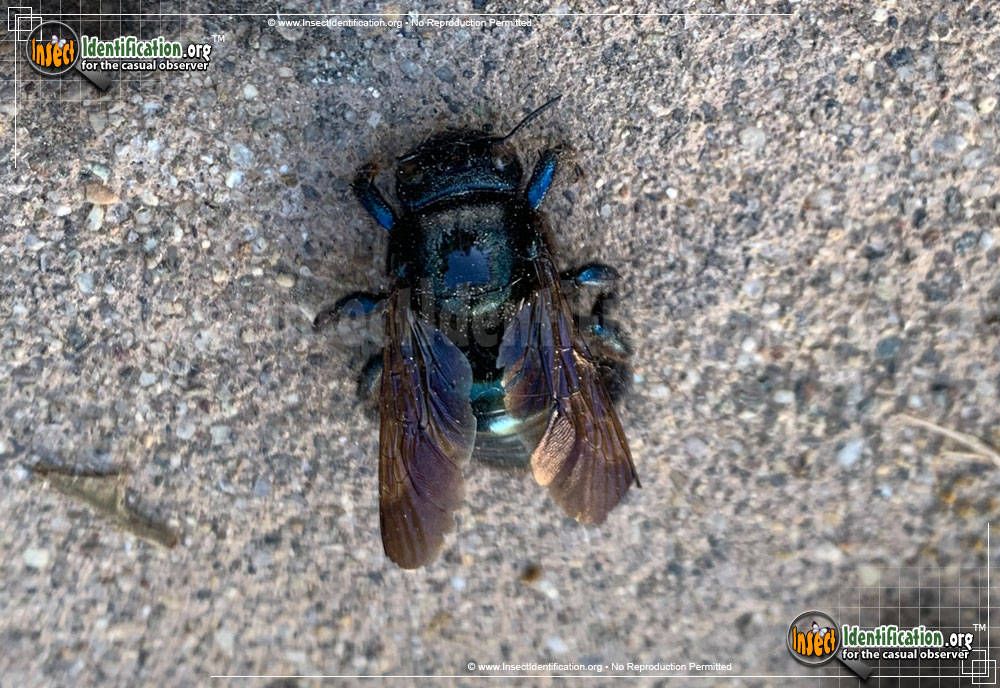 Full-sized image of the Western-Carpenter-Bee