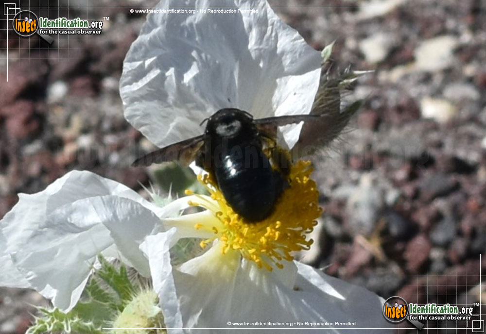 Full-sized image #6 of the Western-Carpenter-Bee
