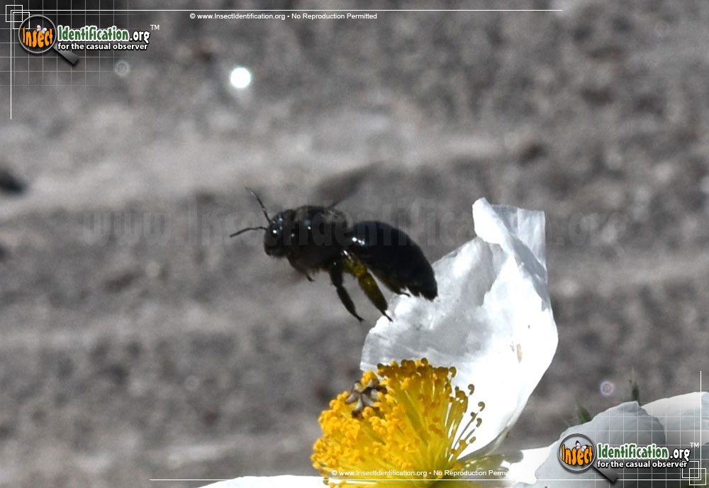 Full-sized image #7 of the Western-Carpenter-Bee