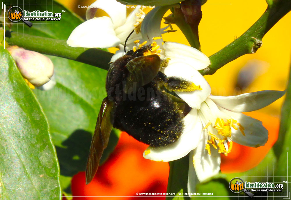 Full-sized image #4 of the Western-Carpenter-Bee