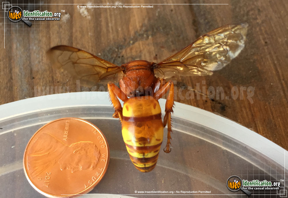 Full-sized image of the Western-Cicada-Killer