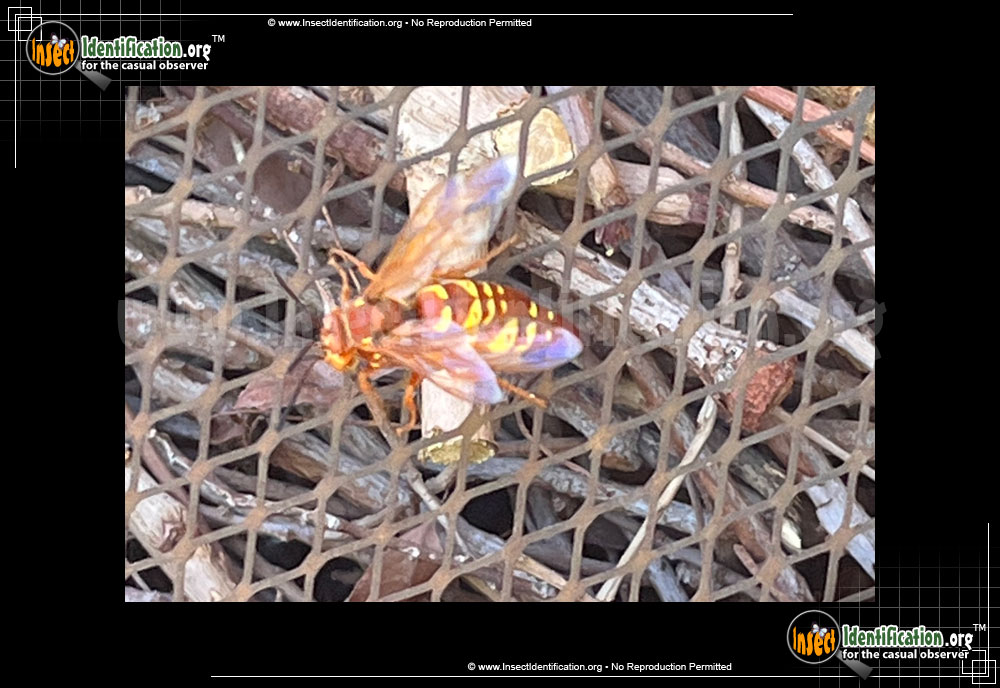 Full-sized image #3 of the Western-Cicada-Killer