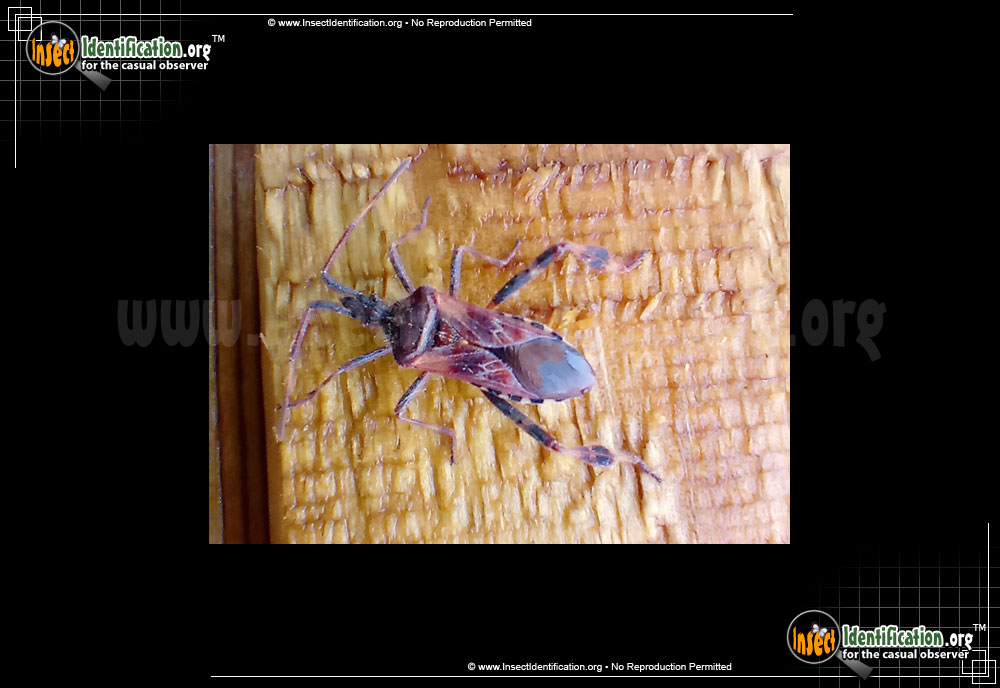 Full-sized image #9 of the Western-Conifer-Seed-Bug