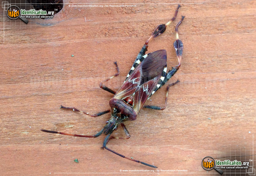 Full-sized image of the Western-Conifer-Seed-Bug
