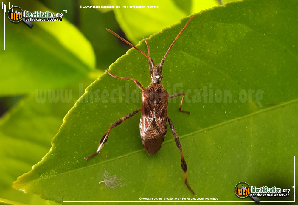 Full-sized image #3 of the Western-Conifer-Seed-Bug