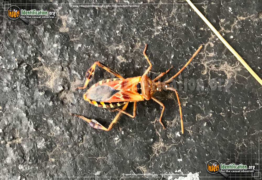 Full-sized image #5 of the Western-Conifer-Seed-Bug