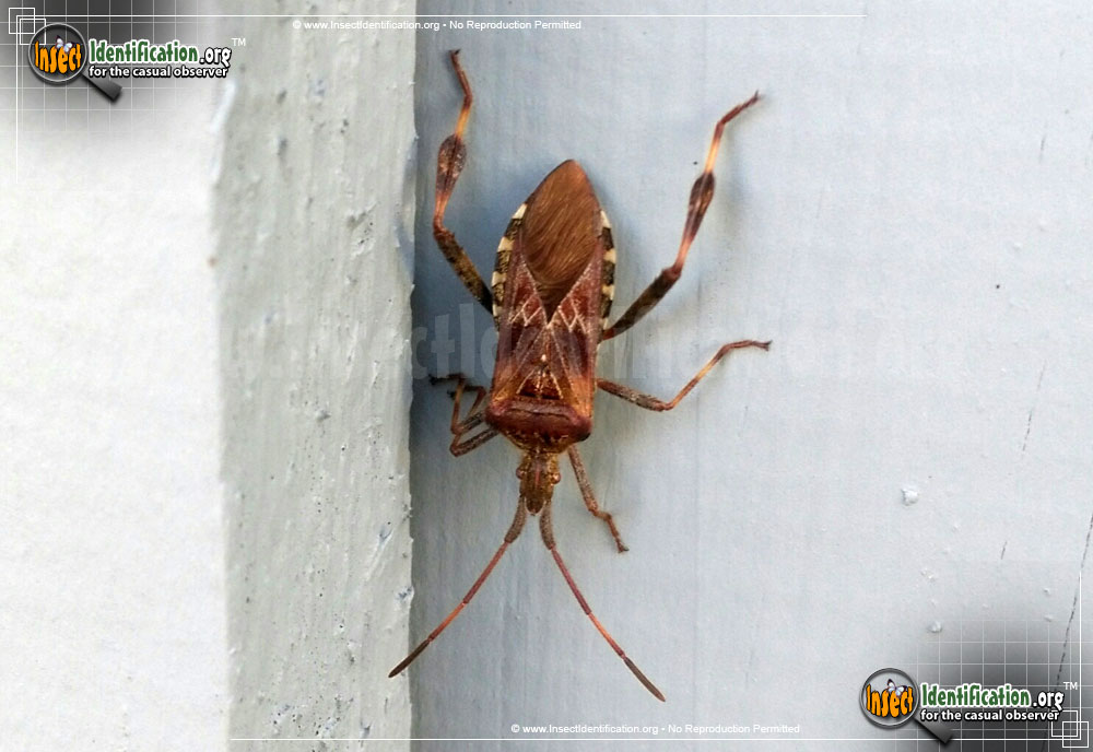 Full-sized image #8 of the Western-Conifer-Seed-Bug