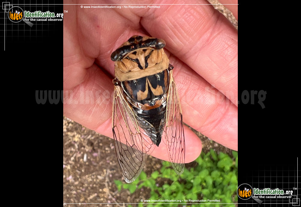 Full-sized image of the Western-Dusk-Singing-Cicada