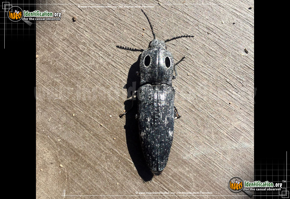 Full-sized image of the Western-Eyed-Click-Beetle