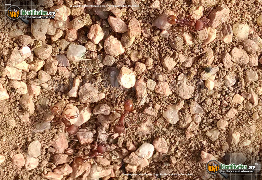 Full-sized image #3 of the Western-Harvester-Ant