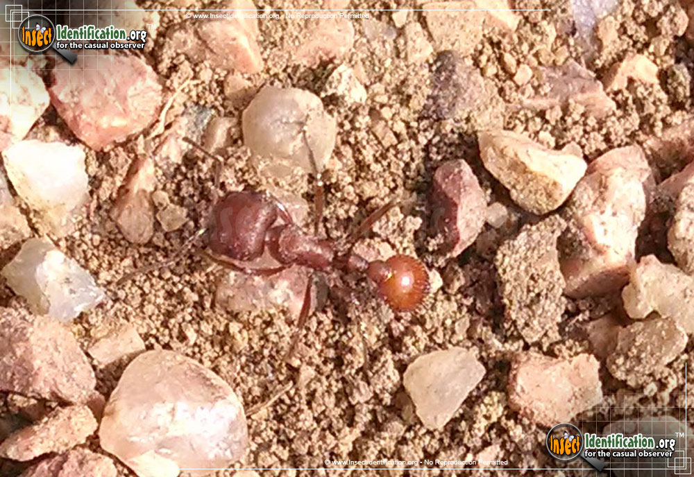 Full-sized image of the Western-Harvester-Ant