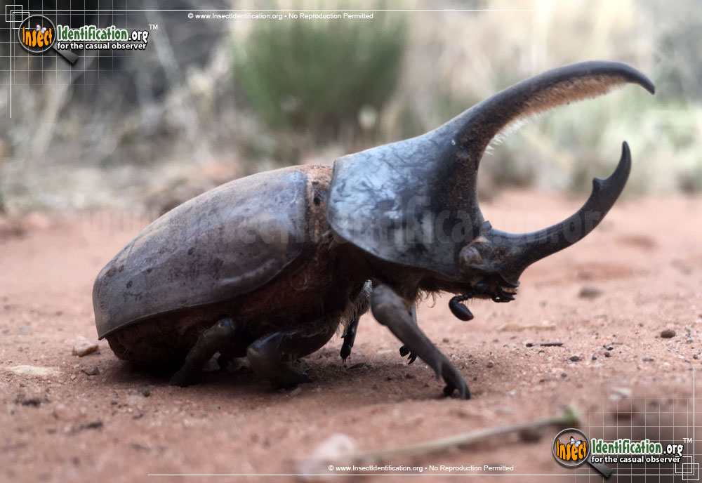 Full-sized image #2 of the Western-Hercules-Beetle