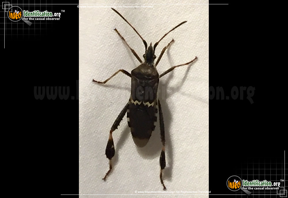 Full-sized image of the Western-Leaf-Footed-Bug