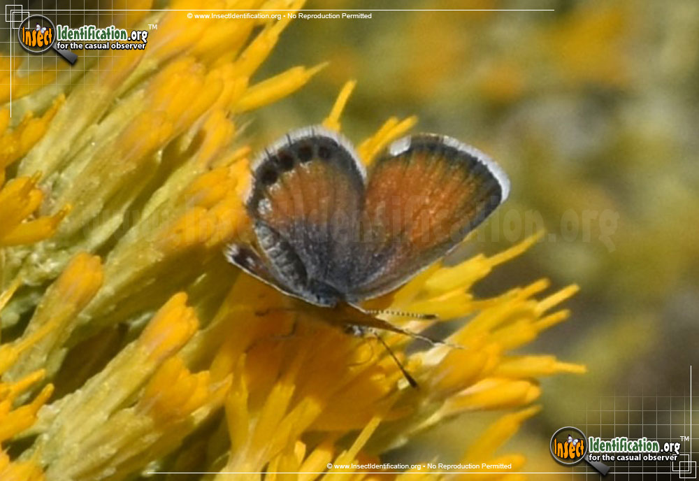 Full-sized image #4 of the Western-Pygmy-Blue-Butterfly