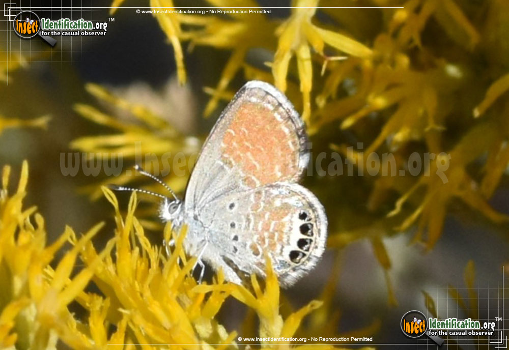 Full-sized image #10 of the Western-Pygmy-Blue-Butterfly
