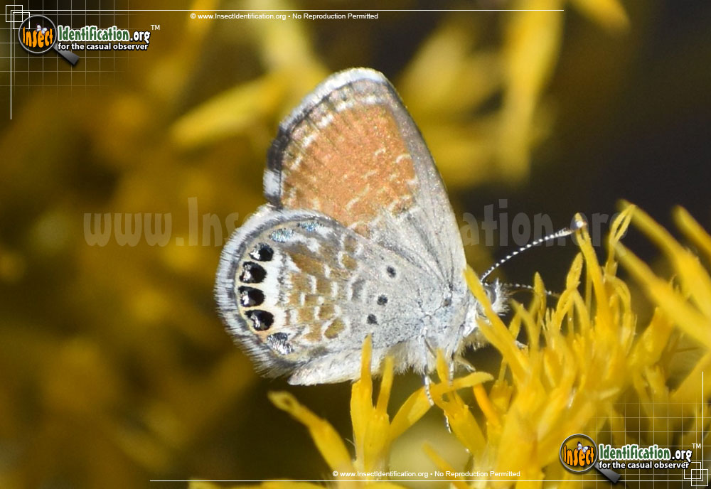 Full-sized image #5 of the Western-Pygmy-Blue-Butterfly