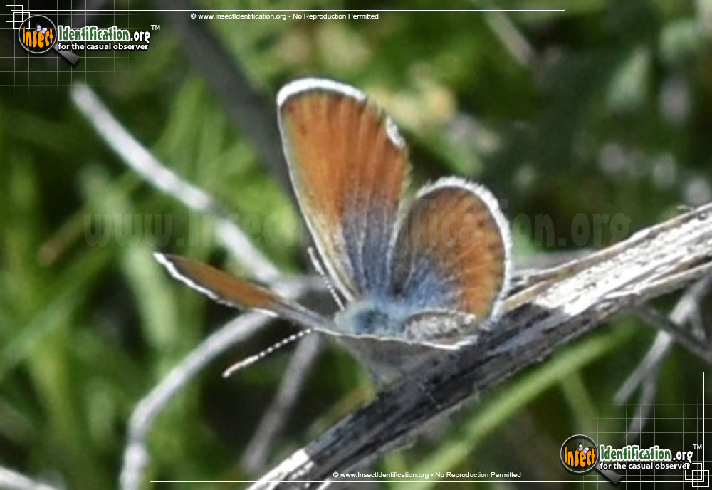 Full-sized image #13 of the Western-Pygmy-Blue-Butterfly