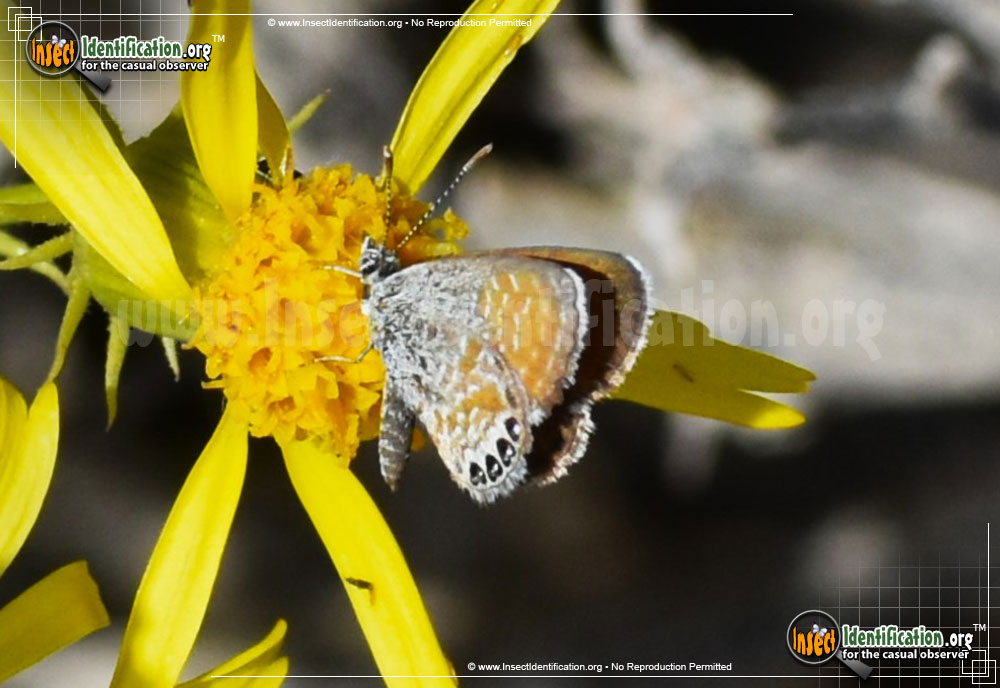 Full-sized image #9 of the Western-Pygmy-Blue-Butterfly