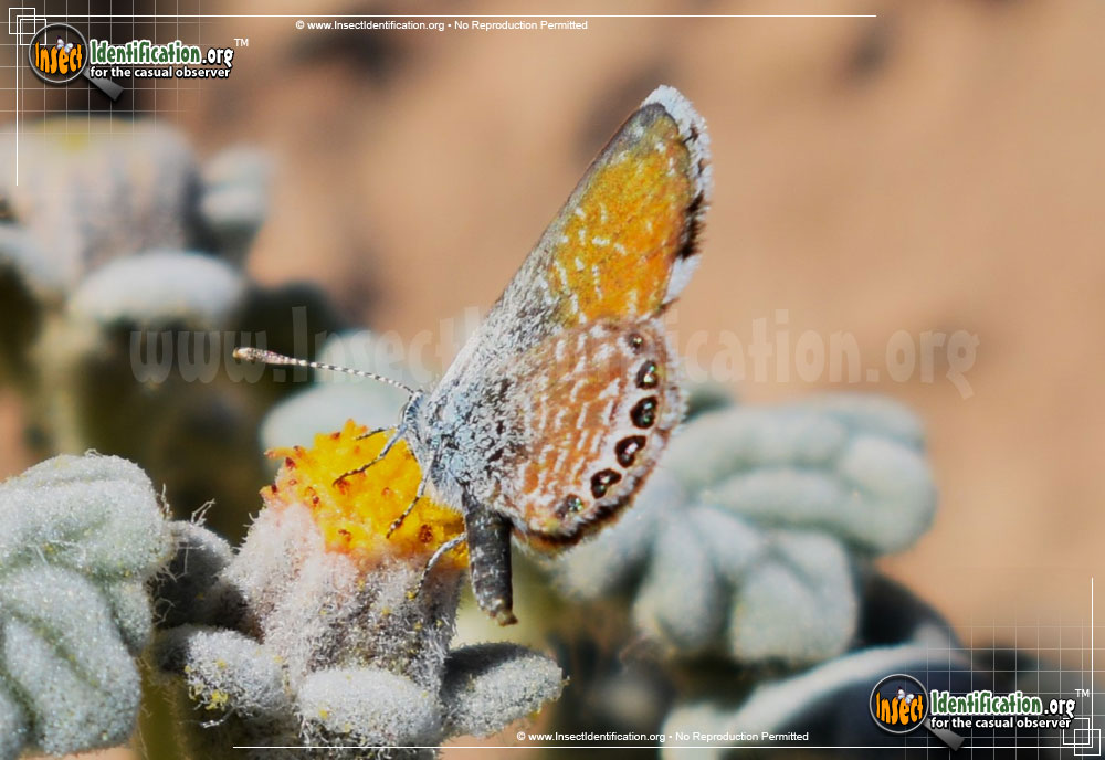 Full-sized image #7 of the Western-Pygmy-Blue-Butterfly