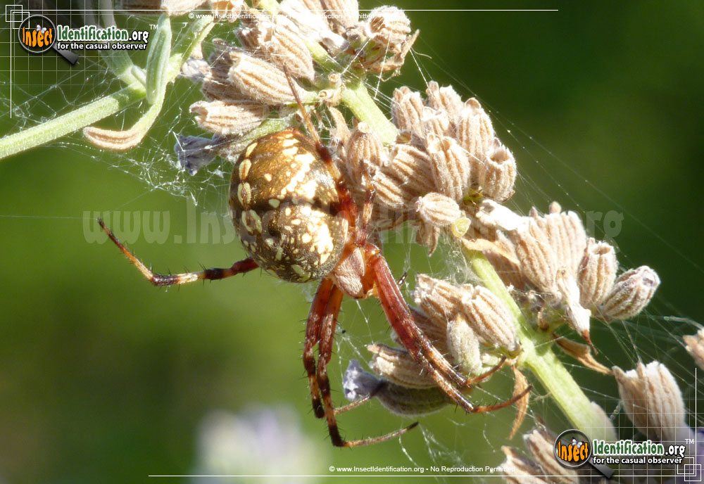 Full-sized image #7 of the Western-Spotted-Orb-Weaver