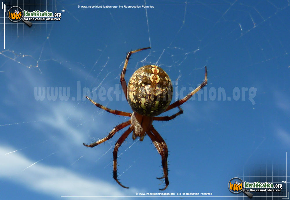 Full-sized image of the Western-Spotted-Orb-Weaver