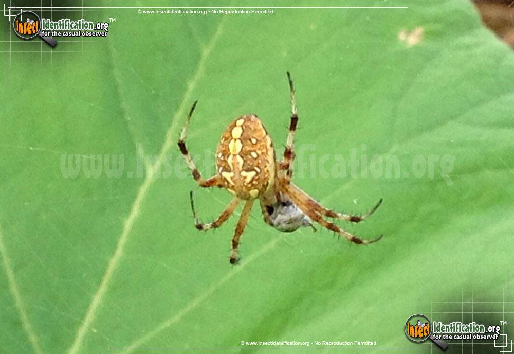 Full-sized image #3 of the Western-Spotted-Orb-Weaver